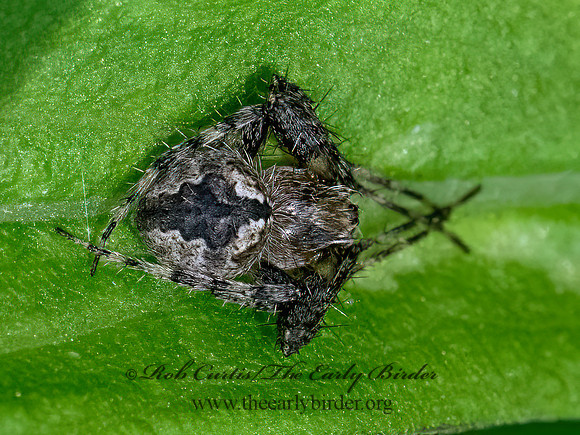 Eustala ORBWEAVER 9097094z