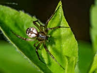 Mangora placida TUFTED ORBWEAVER 9096913z
