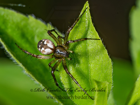 Mangora placida TUFTED ORBWEAVER 9096913z
