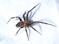 Larinioides patagiatus FURROW ORBWEAVER 9096474z