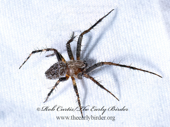 Larinioides patagiatus FURROW ORBWEAVER 9096474z