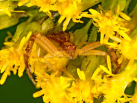 Mecaphesa asperata NORTHERN CRAB SPIDER 8041645z