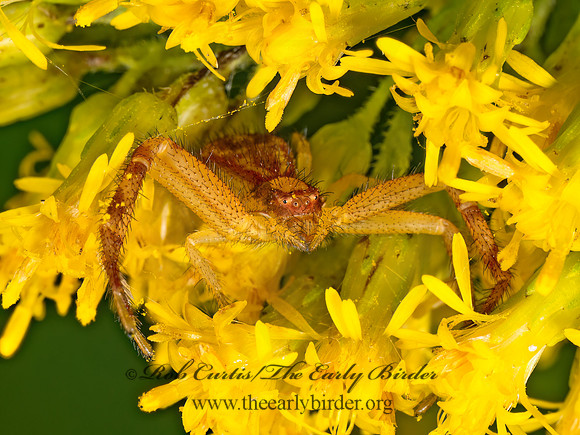 Mecaphesa asperata NORTHERN CRAB SPIDER 8041645z