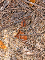 Leiobunum vittatum EASTERN HARVESTMAN 8041441z