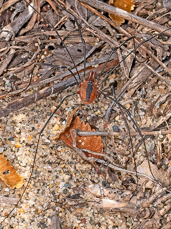 Leiobunum vittatum EASTERN HARVESTMAN 8041441z
