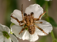 Neoscona arabasque ARABESQUE ORBWEAVER 8040941z