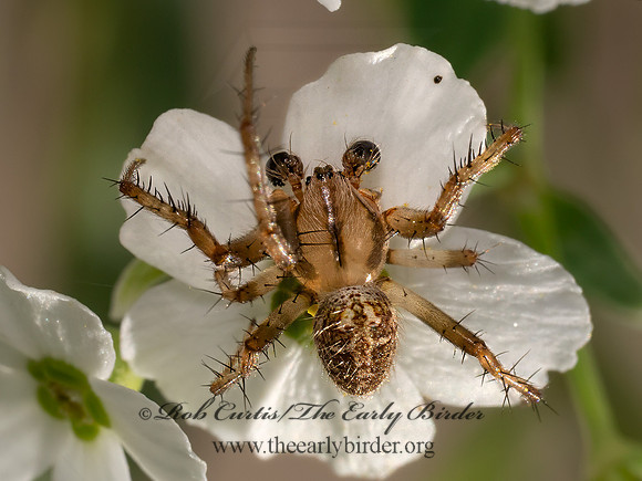 Neoscona arabasque ARABESQUE ORBWEAVER 8040941z