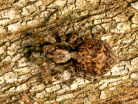 Naphrys pulex JUMPING SPIDER 9080490z