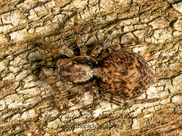 Naphrys pulex JUMPING SPIDER 9080490z