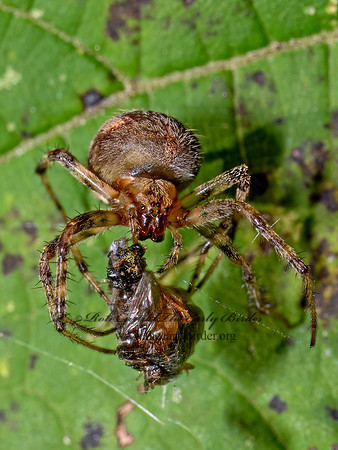 Neoscona arabesca ARABESQUE ORBWEAVER 8041297z