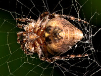 Eustala ORBWEAVER 9089775z