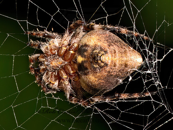 Eustala ORBWEAVER 9089775z