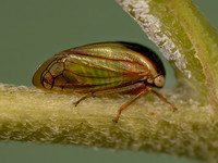 Acutalis tartarea TREEHOPPER 8041635i