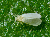 Aleyrodidae WHITEFLY 9090326z