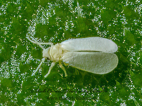 Aleyrodidae WHITEFLY 9090326z