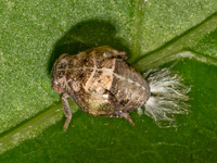 Acanalonia PLANTHOPPER 9097812z