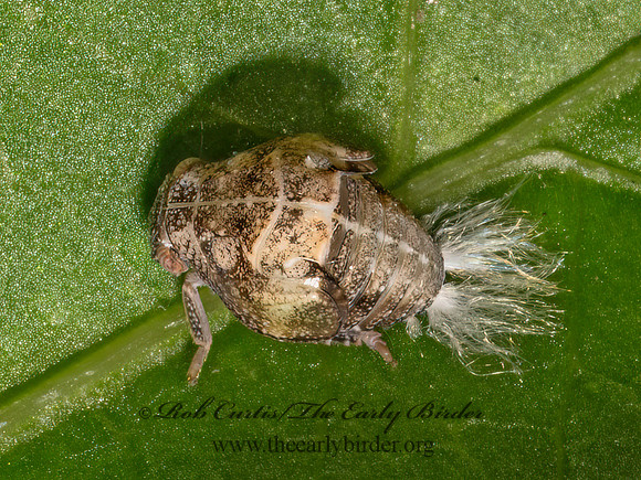 Acanalonia PLANTHOPPER 9097812z