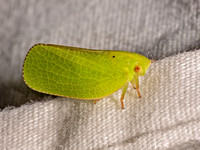 0 new hemiptera