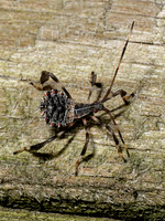 Acanthocephala terminalis LEAF-FOOTED BUG 9097829z