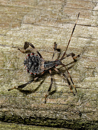 Acanthocephala terminalis LEAF-FOOTED BUG 9097829z
