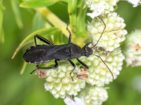 Alydus eurinus~ BROAD-HEADED BUG 8040414z