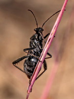 Alydus eurinus~ BROAD-HEADED BUG 8042462z