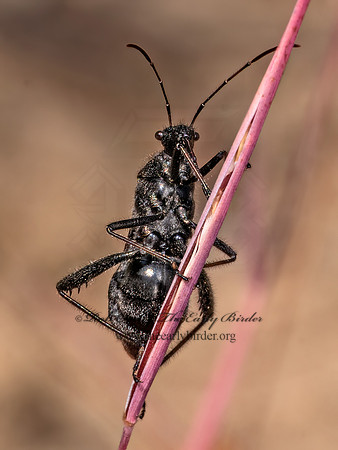 Alydus eurinus~ BROAD-HEADED BUG 8042462z
