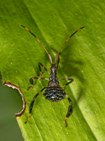Acanthocephala terminalis LEAF-FOOTED BUG 9089877z
