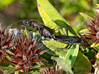 Alydus eurinus~ BROAD-HEADED BUG 8042451z