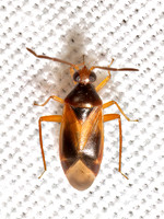Ceratocapsus MIRID PLANT BUG 9097988z