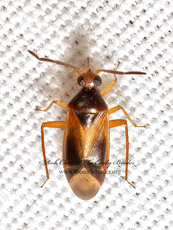 Ceratocapsus MIRID PLANT BUG 9097988z