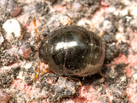 Cydnidae BURROWER BUG 9080541z