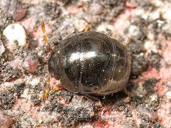 Cydnidae BURROWER BUG 9080541z