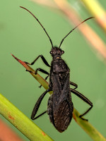 Alydus eurinus~ BROAD-HEADED BUG 8042464z