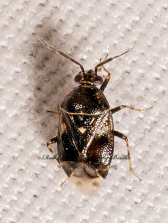 Deraeocoris nebulosus MIRID PLANT BUG 9098039 (1)