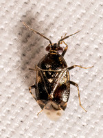 Deraeocoris nebulosus MIRID PLANT BUG 9098039z