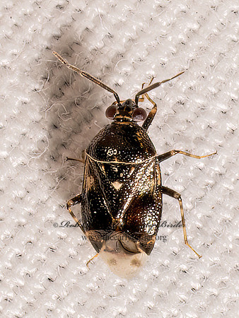 Deraeocoris nebulosus MIRID PLANT BUG 9098039z