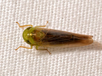 Chlorotettix tergatus DELTOCEPHALINAE LEAFHOPPER 9098096z