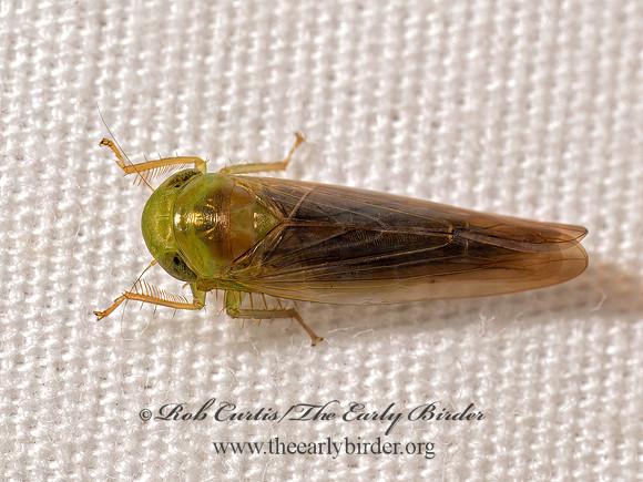 Chlorotettix tergatus DELTOCEPHALINAE LEAFHOPPER 9098096z
