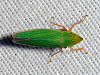 Draeculacephala antica or constricta SHARPSHOOTER 9098013z