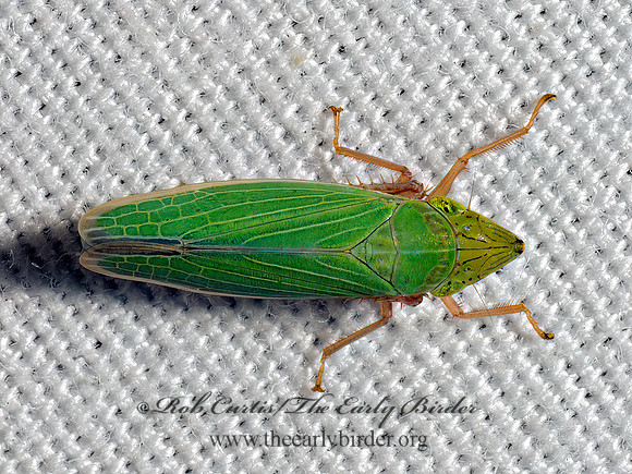 Draeculacephala antica or constricta SHARPSHOOTER 9098013z