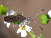 Chariesterus antennator LEAF-FOOTED BUG 8040965z