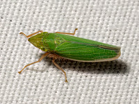 Draeculacephala antica or constricta SHARPSHOOTER 9098097z