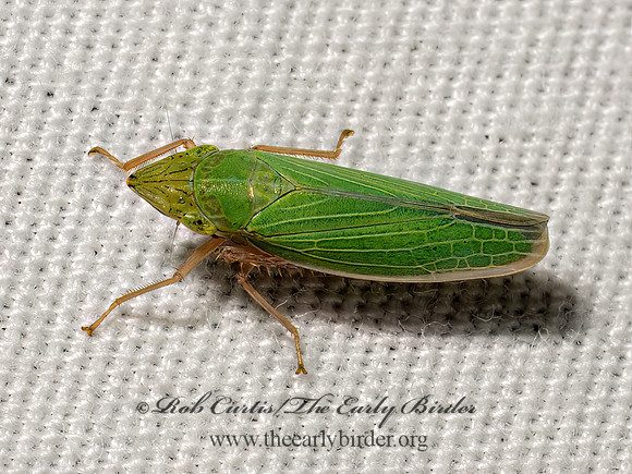Draeculacephala antica or constricta SHARPSHOOTER 9098097z