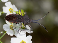 Chariesterus antennator LEAF-FOOTED BUG 8040783z