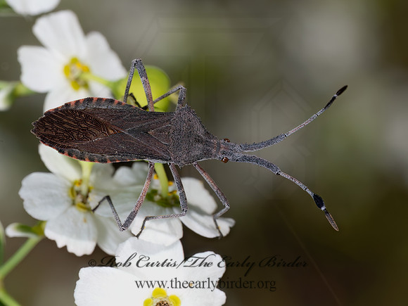 Chariesterus antennator LEAF-FOOTED BUG 8040783z