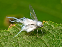 Eriosomatinae WOOLY APHID 9080532z