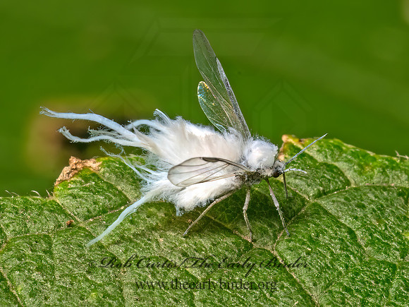 Eriosomatinae WOOLY APHID 9080532z