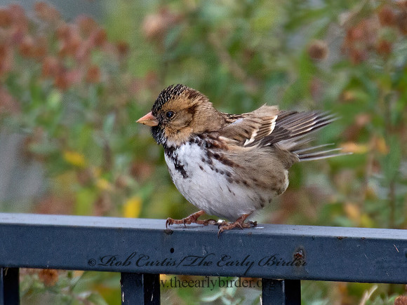 Zonotrichia querula  HARRIS'S SPARROW 9015424z