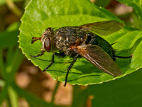 Archytas TACHINID FLY 9089751